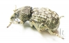 Brachyceridae sp.6  South Africa Rep. - INSECTS-STORE.RU