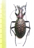 Carabus (Acoptolabrus) lopatini, male  Russia, Sakhalin isl. - INSECTS-STORE.RU