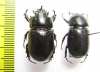 Dynastinae sp., pair  Malaysia, Borneo - INSECTS-STORE.RU