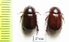 Paranodon coquereli, pair  Madagascar - INSECTS-STORE.RU