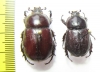 Dynastinae sp., pair  Congo - INSECTS-STORE.RU