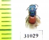 Chrysididae sp.  Russia, Moscow reg. - INSECTS-STORE.RU