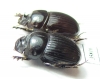 Copris sp., pair  Tanzania - INSECTS-STORE.RU