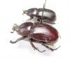 Dynastinae sp., pair  Congo - INSECTS-STORE.RU