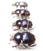 Phelotrupes auratus  Korea - INSECTS-STORE.RU