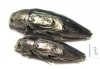 Buprestis maculativentris, pair  Canada - INSECTS-STORE.RU