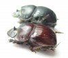 Copris sp., pair  Tanzania - INSECTS-STORE.RU