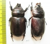 Oryctes rhinoceros  Thailand - INSECTS-STORE.RU