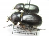 Dynastinae sp., pair  Ecuador - INSECTS-STORE.RU