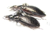 Carabus (Platycarabus) creutzeri amilcaris?, pair  Italy - INSECTS-STORE.RU