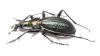 Carabus (Acoptolabrus) gehinii  Japan - INSECTS-STORE.RU