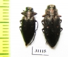 Chrysobothris affinis, pair  Russia, Kaluga reg. - INSECTS-STORE.RU