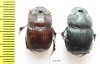 Copris sp., pair  Tanzania - INSECTS-STORE.RU