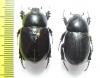 Dynastinae sp., pair  Ecuador - INSECTS-STORE.RU