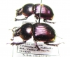 Phelotrupes auratus  Russia, Far East - INSECTS-STORE.RU