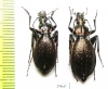 Carabus (Platycarabus) creutzeri baldensis, pair  Italy - INSECTS-STORE.RU