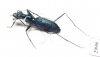 Pogonostoma sp.  Madagascar - INSECTS-STORE.RU