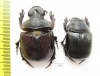 Heliocopris hunteri, pair  Kenya - INSECTS-STORE.RU