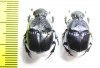 Phanaeus quadridens, male  Brasilia - INSECTS-STORE.RU