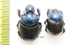 Diastellopalpus thomsoni, pair  Tanzania - INSECTS-STORE.RU
