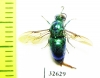 Chrysididae sp.  Indonesia, Java - INSECTS-STORE.RU