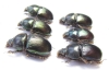 Geotrupes mutator  Russia, Astrakhan reg. - INSECTS-STORE.RU