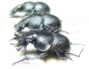 Lethrus bulbocerus, pair  Kazakhstan - INSECTS-STORE.RU