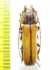Diploschema rotundicolle  Brasilia - INSECTS-STORE.RU