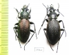 Carabus (Morphocarabus) hummeli nevelskii, pair  Russia, Sakhalin isl. - INSECTS-STORE.RU