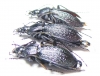 Carabus (Sphodristocarabus) janthinus dvorschaki, pair  Abkhazia - INSECTS-STORE.RU