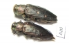 Chrysobothris affinis, pair  Russia, Kaluga reg. - INSECTS-STORE.RU