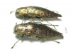Dicerca sp., pair  Canada - INSECTS-STORE.RU