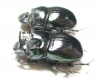 Copris sp., pair  Zanzibar isl. - INSECTS-STORE.RU