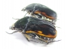 Atrichiana placida ssp., pair  South Africa Rep. - INSECTS-STORE.RU