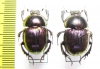 Phelotrupes auratus  Russia, Far East - INSECTS-STORE.RU
