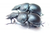 Lethrus kentauensis, pair  Kazakhstan - INSECTS-STORE.RU
