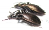 Carabus (Platycarabus) creutzeri baldensis, pair  Italy - INSECTS-STORE.RU