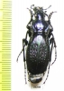 Carabus (Archiplectes) rousianus svetlanae  Abkhazia - INSECTS-STORE.RU