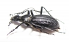 Carabus (Acoptolabrus) gehinii  Japan - INSECTS-STORE.RU