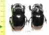 Copris sp., pair  Zanzibar isl. - INSECTS-STORE.RU