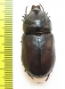 Oryctes rhinoceros  Thailand - INSECTS-STORE.RU