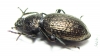 Tenebrionidae sp.  Australia - INSECTS-STORE.RU