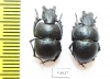 Lethrus kentauensis, pair  Kazakhstan - INSECTS-STORE.RU