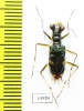 Therates spinipennis ssp.  Malaysia, Borneo - INSECTS-STORE.RU