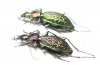 Carabus (Ainocarabus) avinovi, pair  Russia, Sakhalin isl. - INSECTS-STORE.RU