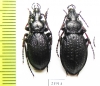 Carabus (Morphocarabus) odoratus putoranicus?, pair  N.Russia, Taimyr - INSECTS-STORE.RU