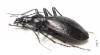 Carabus (Platycarabus) creutzeri creutzeri  Italy - INSECTS-STORE.RU