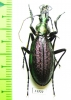 Carabus (Acoptolabrus) gehinii  Japan - INSECTS-STORE.RU