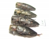Chrysobothris affinis, pair  Russia, Kaluga reg. - INSECTS-STORE.RU