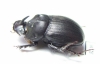 Copris sp.  South Africa Rep. - INSECTS-STORE.RU